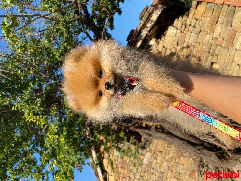 Pomeranyalı, Köpek  Dobby fotoğrafı