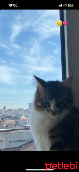 Tekir Kedi, Kedi  Woody fotoğrafı