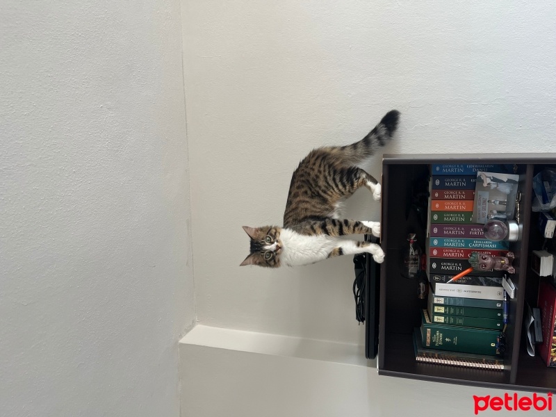 Tekir Kedi, Kedi  Woody fotoğrafı