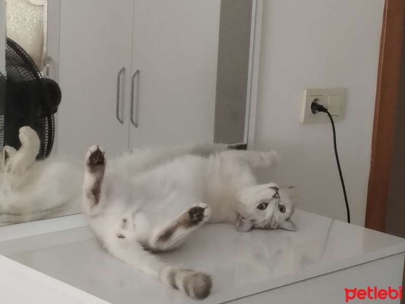 British Shorthair, Kedi  Boncuk fotoğrafı