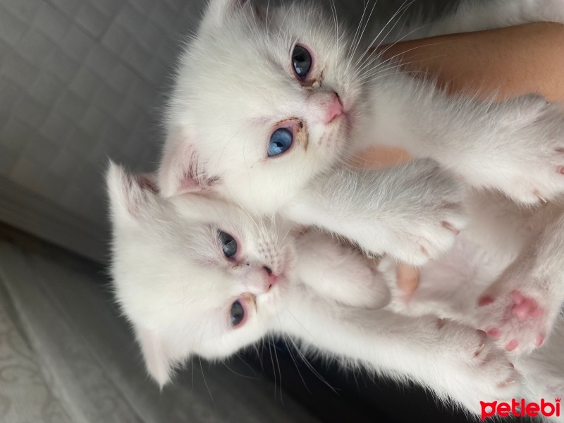 British Shorthair, Kedi  İsimsiz şu anlık fotoğrafı