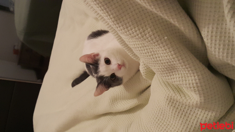 Tekir Kedi, Kedi  Garip findik fotoğrafı