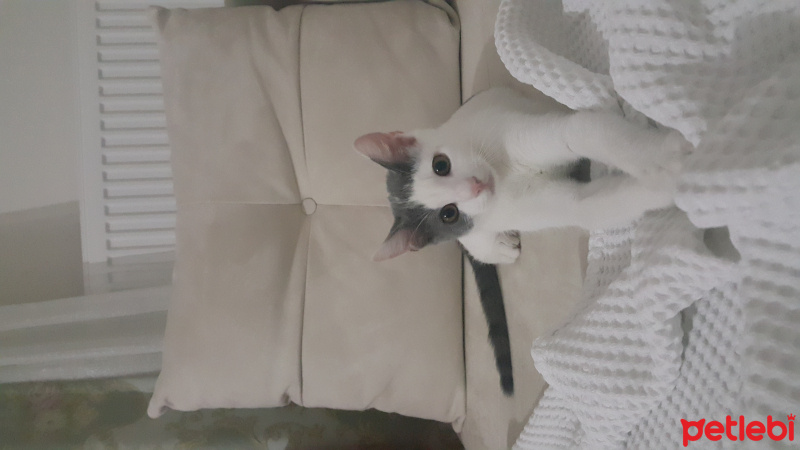 Tekir Kedi, Kedi  Garip findik fotoğrafı