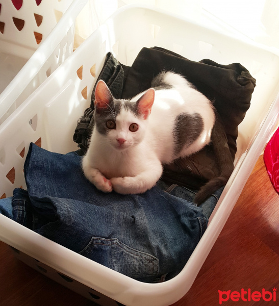 Tekir Kedi, Kedi  Garip findik fotoğrafı