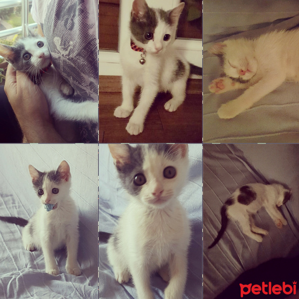 Tekir Kedi, Kedi  Garip findik fotoğrafı