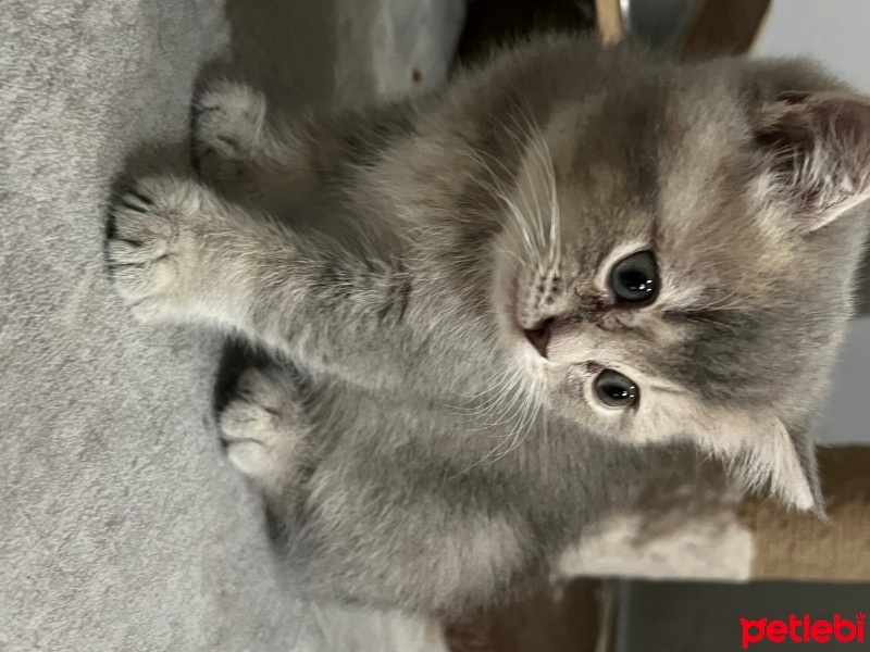 British Shorthair, Kedi  İsimsiz fotoğrafı