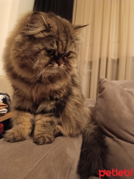 Chinchilla, Kedi  Moka fotoğrafı