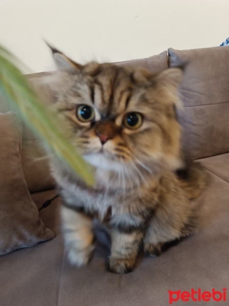 Chinchilla, Kedi  Moka fotoğrafı