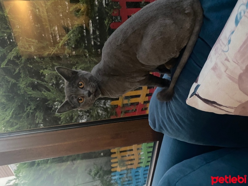 British Shorthair, Kedi  Mişa fotoğrafı