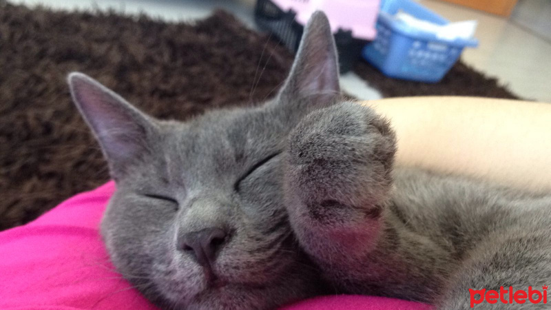Brazilian Shorthair, Kedi  DUMAN fotoğrafı