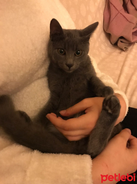 British Shorthair, Kedi  DUMAN fotoğrafı