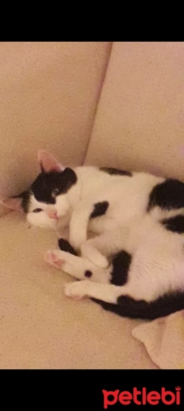 Tuxedo (Smokin) Kedi, Kedi  Pati fotoğrafı
