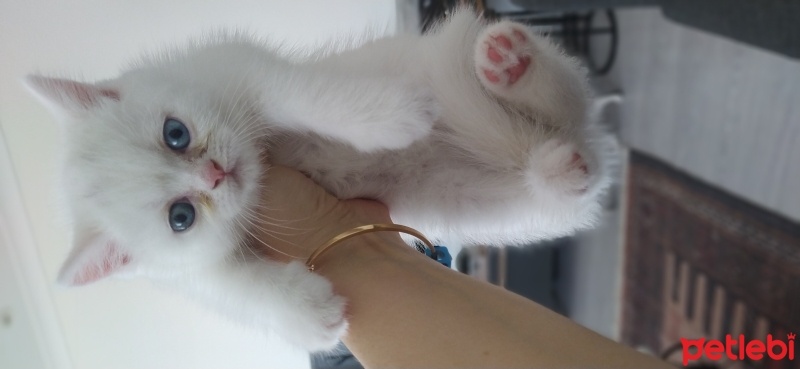 British Shorthair, Kedi  Pamuk fotoğrafı