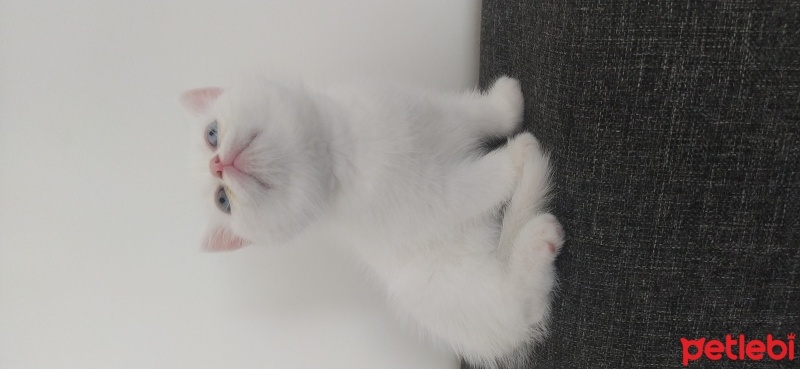 British Shorthair, Kedi  Pamuk fotoğrafı