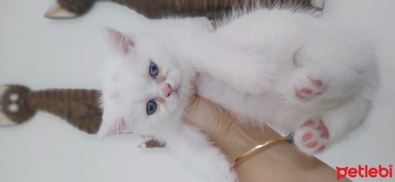 British Shorthair, Kedi  Pamuk fotoğrafı