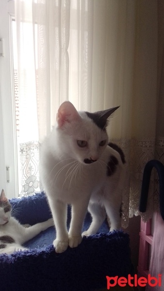 Tuxedo (Smokin) Kedi, Kedi  sütlaç fotoğrafı