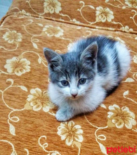 Tekir Kedi, Kedi  Bal fotoğrafı