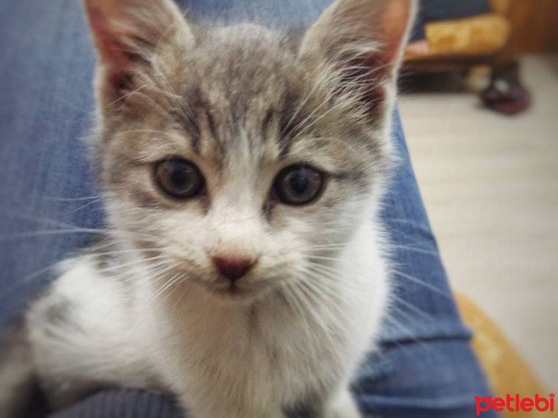 Tekir Kedi, Kedi  Bal fotoğrafı