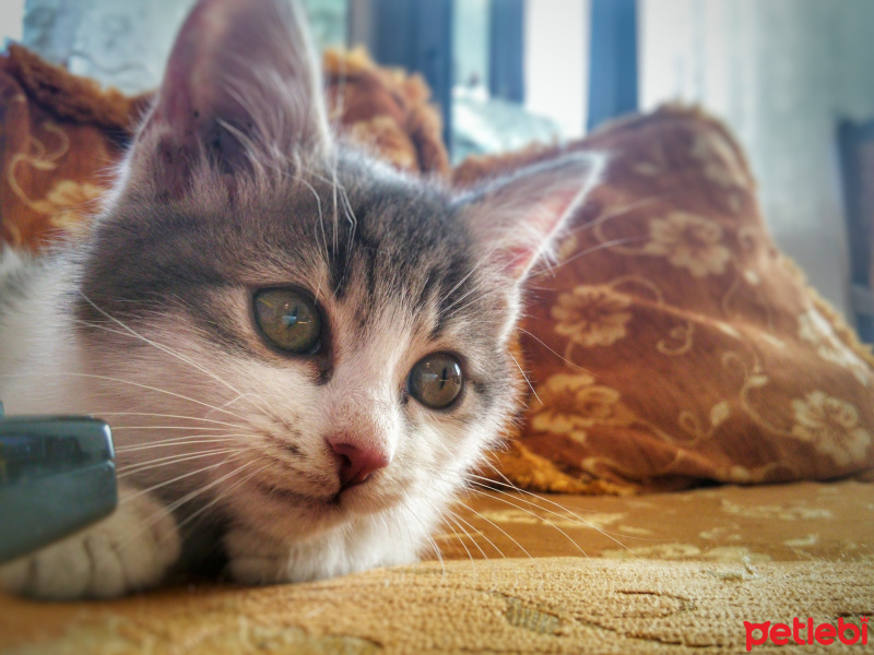 Tekir Kedi, Kedi  Bal fotoğrafı