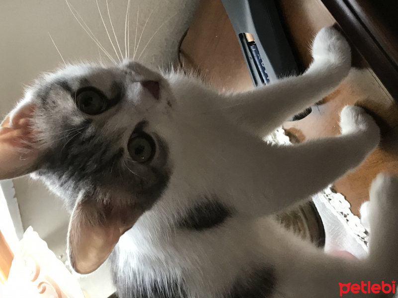 Tekir Kedi, Kedi  Bal fotoğrafı