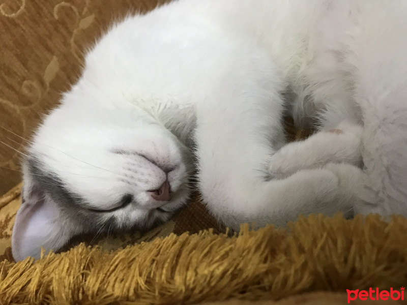 Tekir Kedi, Kedi  Bal fotoğrafı