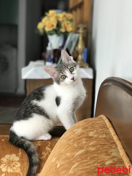 Tekir Kedi, Kedi  Bal fotoğrafı