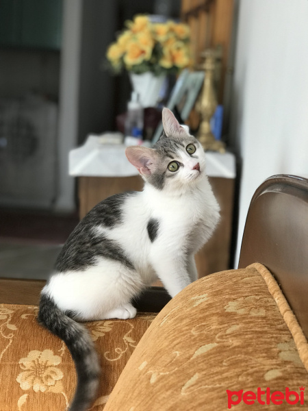 Tekir Kedi, Kedi  Bal fotoğrafı