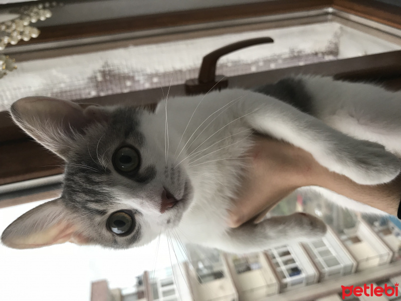 Tekir Kedi, Kedi  Bal fotoğrafı