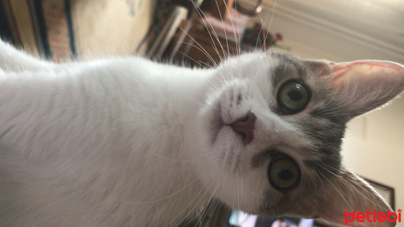 Tekir Kedi, Kedi  Bal fotoğrafı