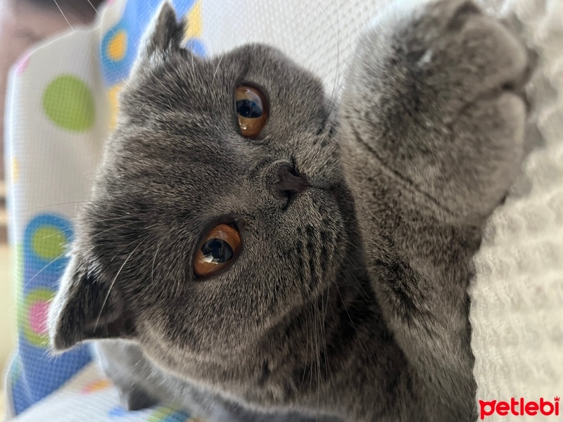 Scottish Fold, Kedi  Venüs fotoğrafı