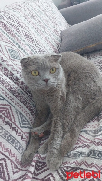 Scottish Fold, Kedi  Lady fotoğrafı