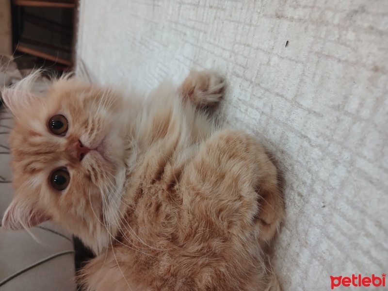 British Longhair, Kedi  Paşa fotoğrafı