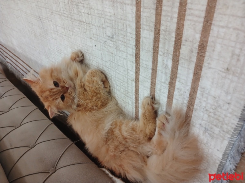 British Longhair, Kedi  Paşa fotoğrafı