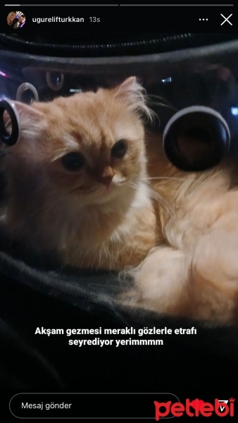 British Longhair, Kedi  Paşa fotoğrafı