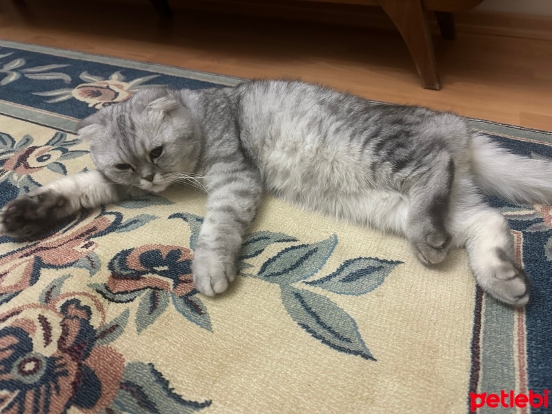 British Shorthair, Kedi  Ercü fotoğrafı
