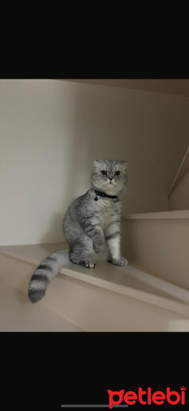 British Shorthair, Kedi  Ercü fotoğrafı