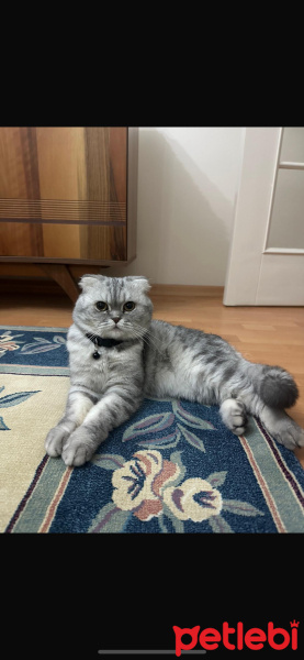 British Shorthair, Kedi  Ercü fotoğrafı