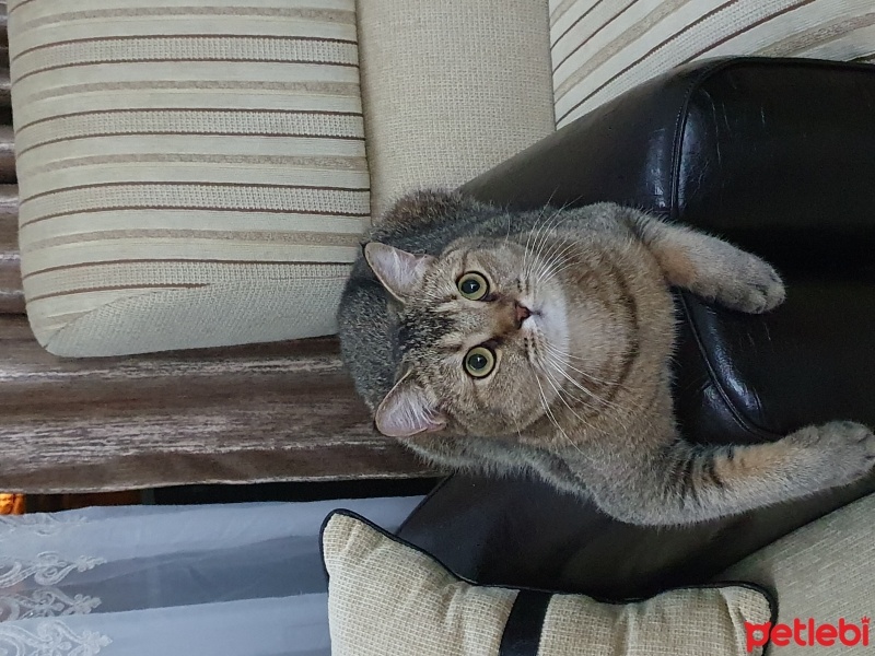 British Shorthair, Kedi  BAL fotoğrafı