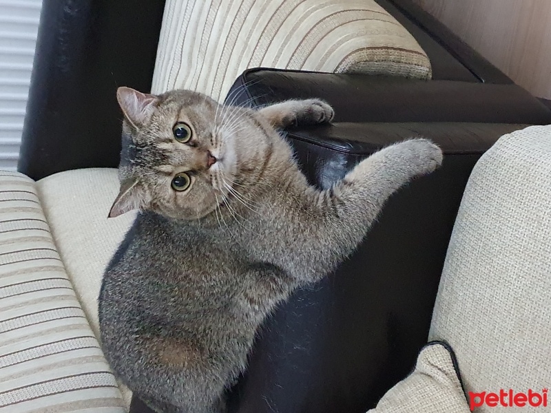 British Shorthair, Kedi  BAL fotoğrafı
