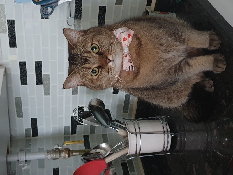 British Shorthair, Kedi  BAL fotoğrafı