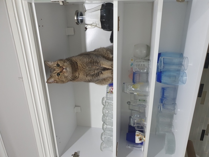 British Shorthair, Kedi  BAL fotoğrafı