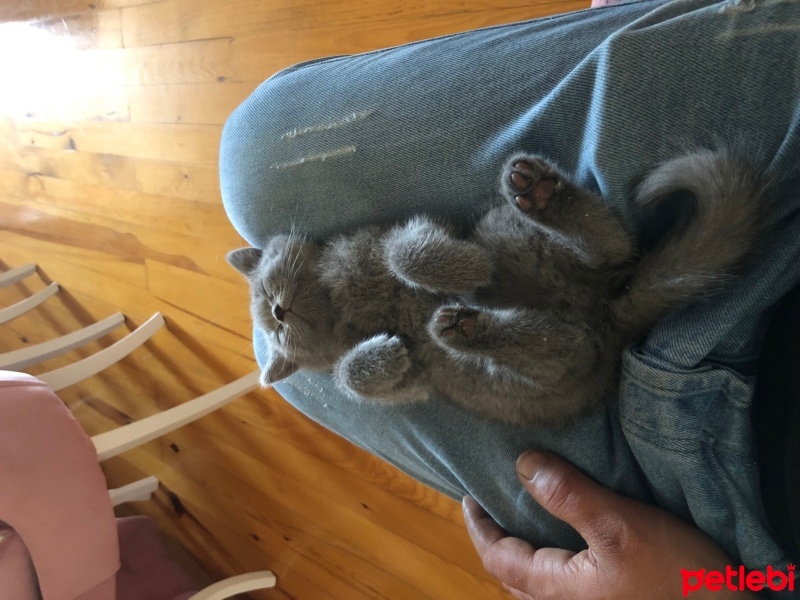 British Shorthair, Kedi  Duman fotoğrafı