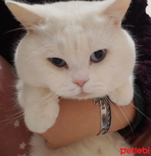 British Shorthair, Kedi  Lokum fotoğrafı