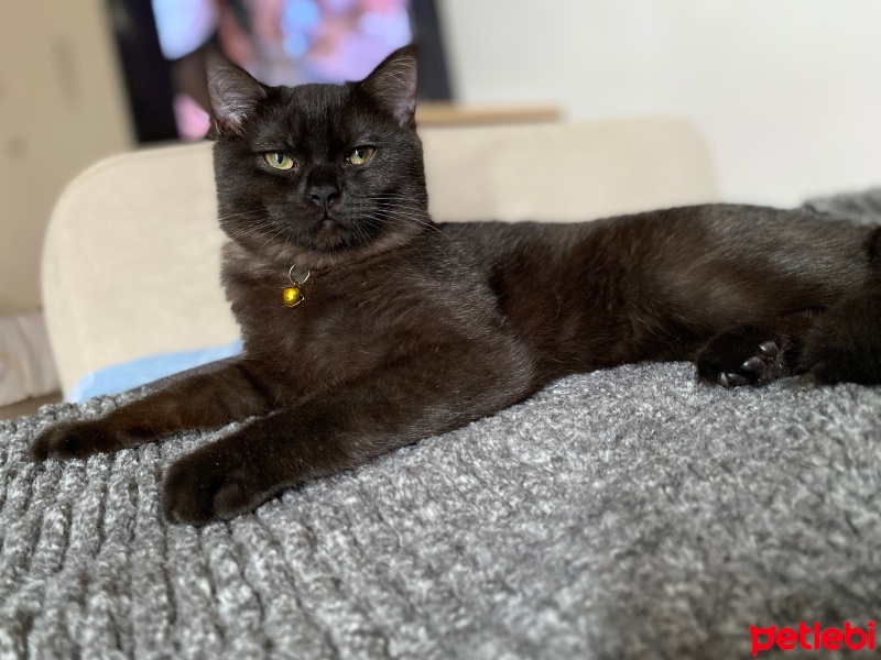 British Shorthair, Kedi  Pablo fotoğrafı