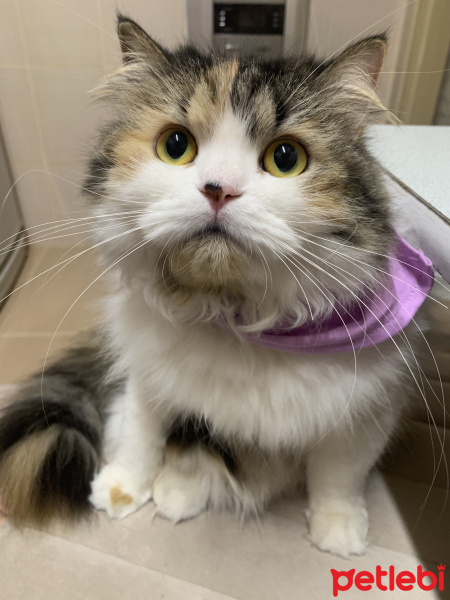 İran Kedisi (Persian), Kedi  Karamel fotoğrafı