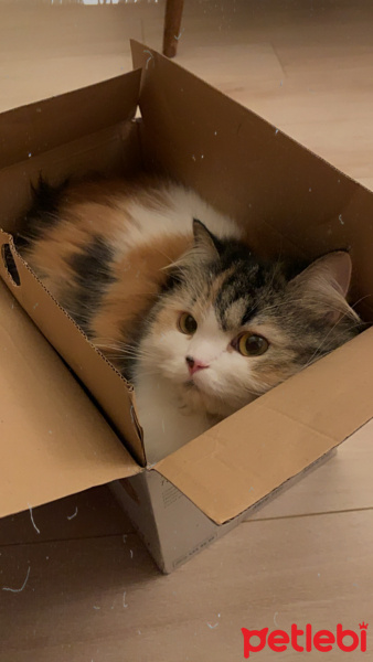 İran Kedisi (Persian), Kedi  Karamel fotoğrafı