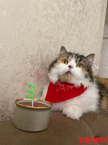 İran Kedisi (Persian), Kedi  Karamel fotoğrafı