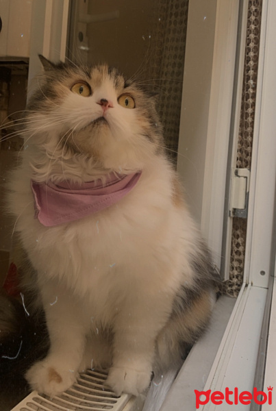 İran Kedisi (Persian), Kedi  Karamel fotoğrafı