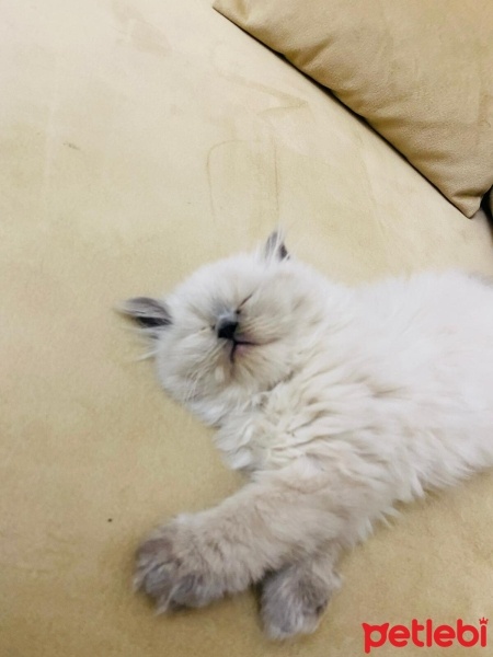 Scottish Fold, Kedi  ciro fotoğrafı