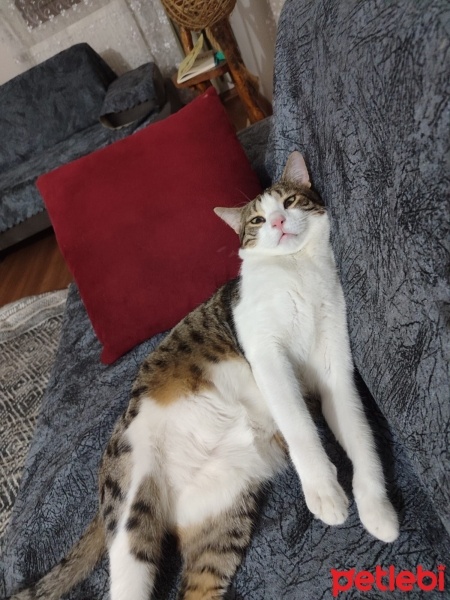 Tekir Kedi, Kedi  Jeta fotoğrafı